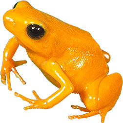 Golden Mantella